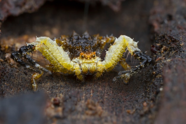 Araña saltarina sobre madera