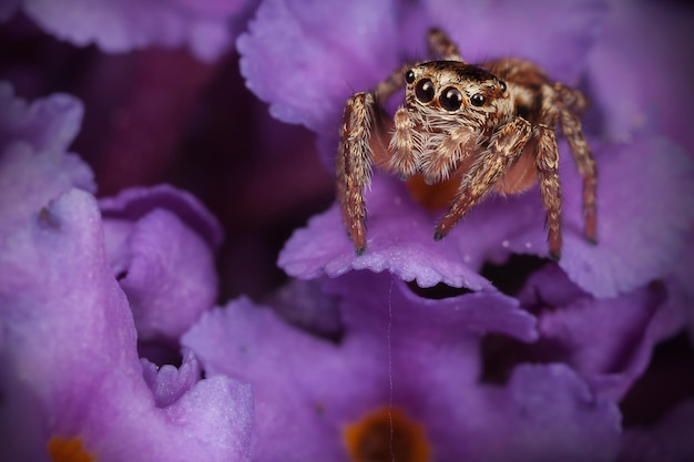 Araña saltarina sobre la rica flor violeta en un fondo oscuro