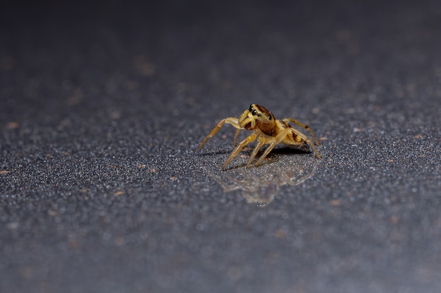 Araña saltarina de la subtribu Dendryphantina