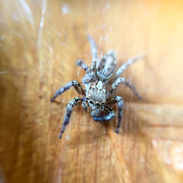 Foto araña de salto del primer en piso de madera
