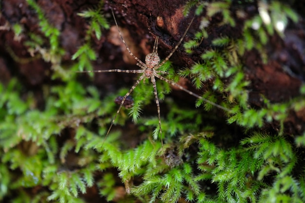 Araña salvaje en su hábitat forestal