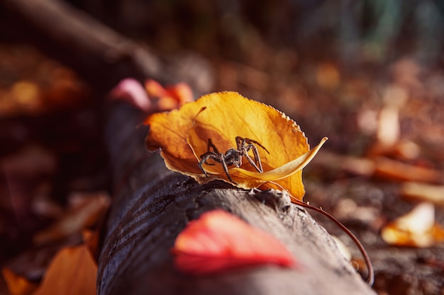 La araña se sentó en un árbol. Otoño.