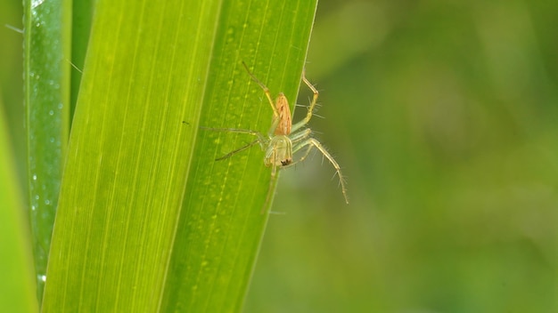 Una araña se sienta en una brizna de hierba.