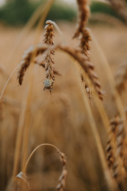 una araña se sienta en una espiga de trigo