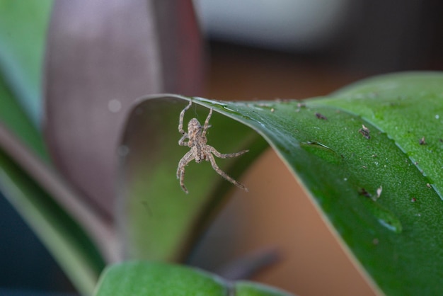 Una araña se sienta en una hoja con la palabra araña en ella.