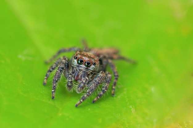 Una araña se sienta en una hoja verde.