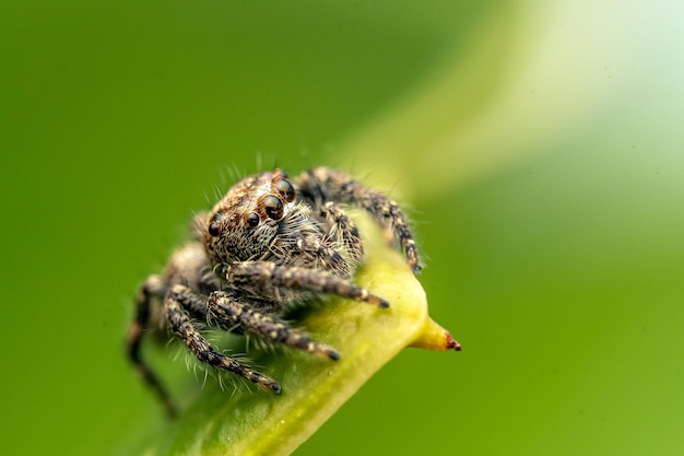 Una araña se sienta en una planta con la cabeza girada hacia un lado.