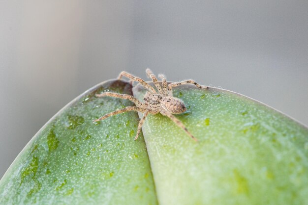 Una araña se sienta en una planta con una hoja al fondo.