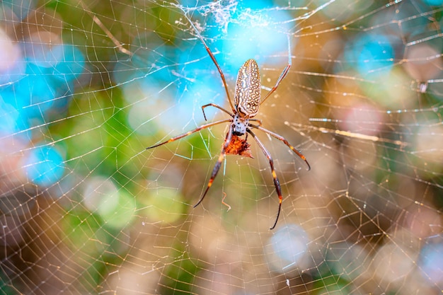 Una araña se sienta en una red con un fondo azul.