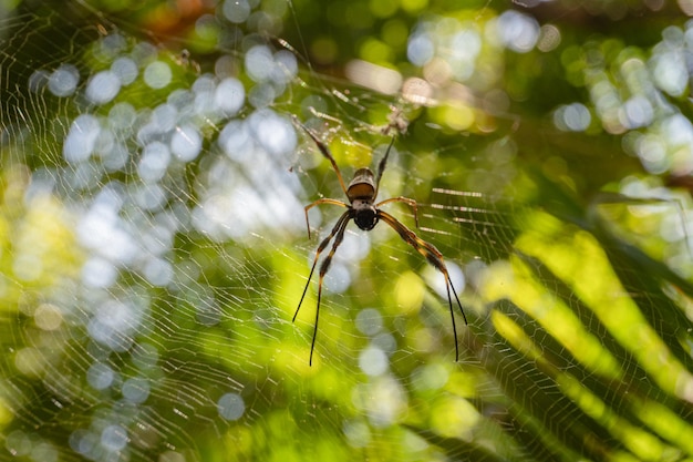 Una araña se sienta en una red con el sol brillando sobre ella.