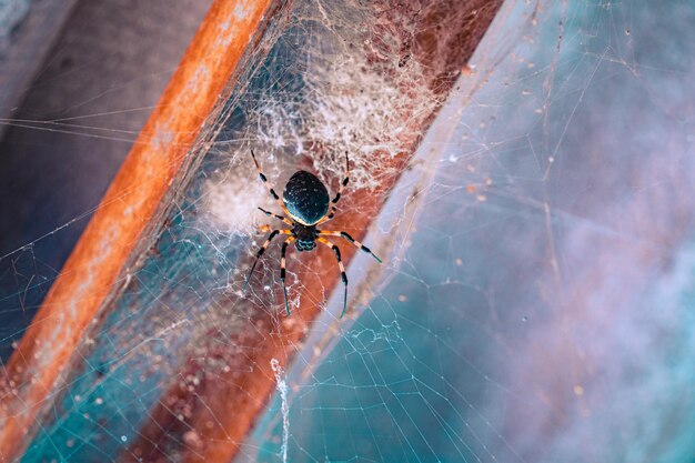 Foto una araña se sienta en su tela, con la cabeza vuelta hacia un lado.