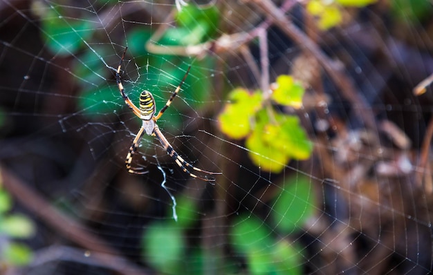 Una araña se sienta en una telaraña con hojas verdes en el fondo.