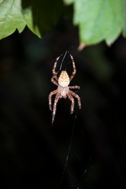 Una araña se sienta en una telaraña con las patas extendidas.