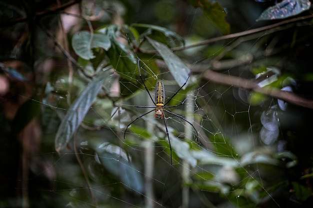 Foto una araña se sienta en una telaraña con sus largas patas y las patas extendidas.