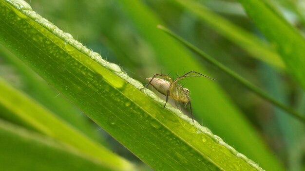 Una araña sobre una brizna de hierba con gotas de agua.