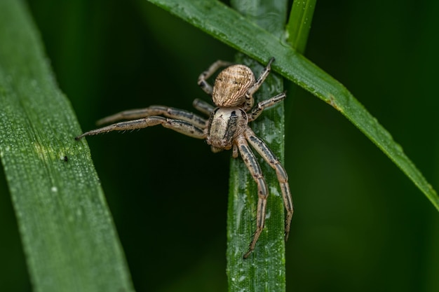 Araña sobre la hierba verde