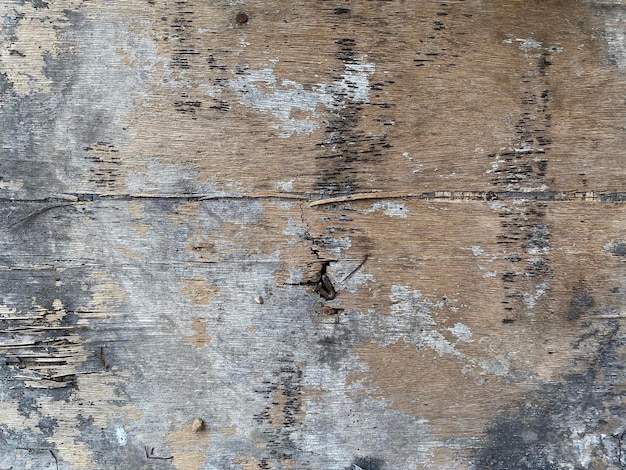 Una araña sobre una superficie de madera.