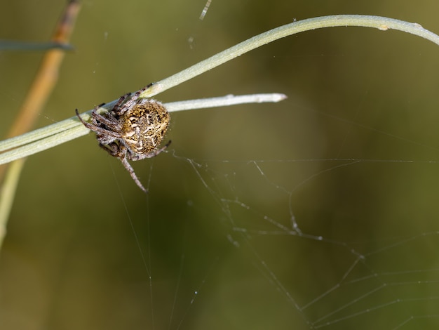 Araña en su entorno natural.