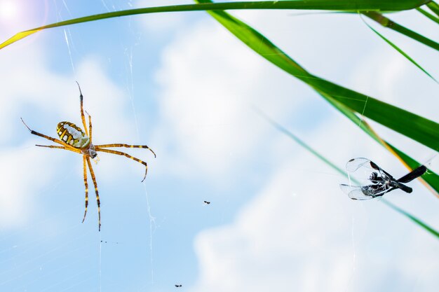 Araña y su presa en la telaraña con fondo de cielo borroso.