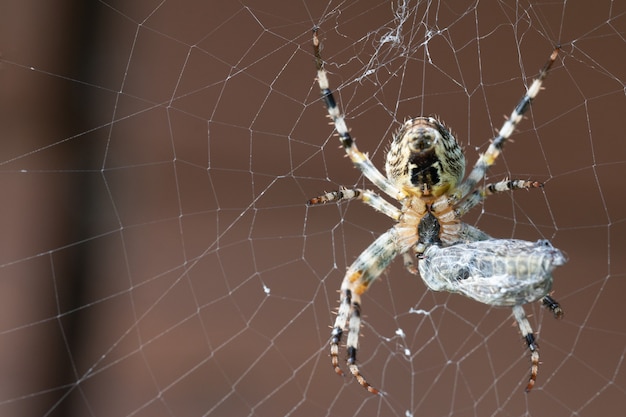 Una araña con su presa