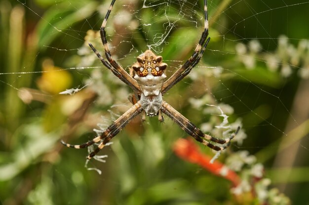 Foto una araña en su red argiope argentata