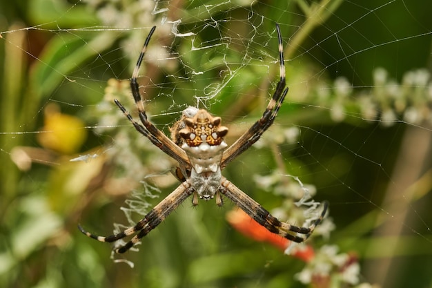 Foto una araña en su red argiope argentata