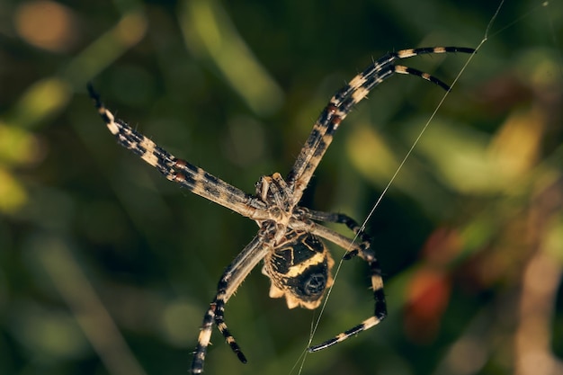 Foto una araña en su red argiope argentata