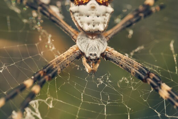 Foto una araña en su red argiope argentata