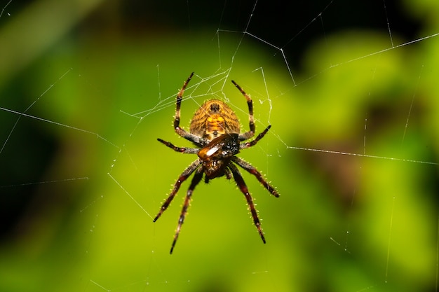 Una araña en su telaraña en la selva.