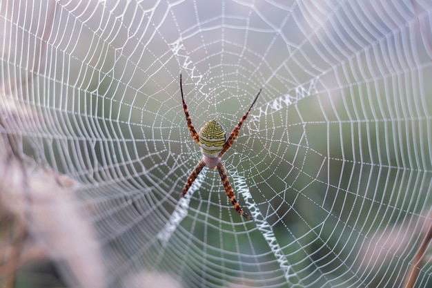 La araña se sube a la web.