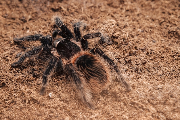 Araña tarántula grande sobre una superficie de tierra.