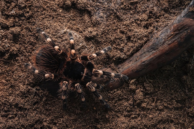 Araña tarántula grande sobre una superficie de tierra.