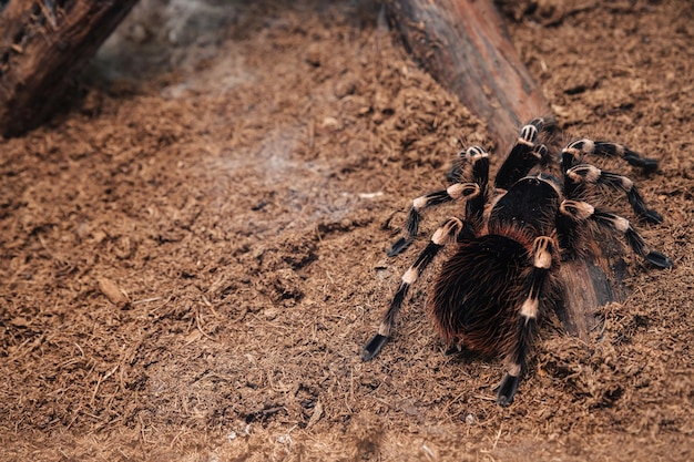 Araña tarántula grande sobre una superficie de tierra