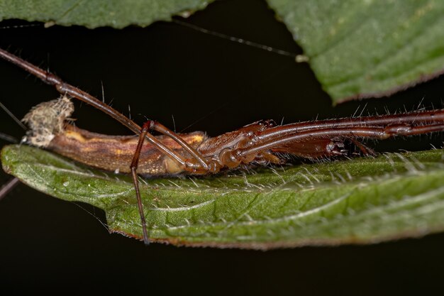 Araña teje orbiculares de mandíbula larga adulta del género Tetragnatha