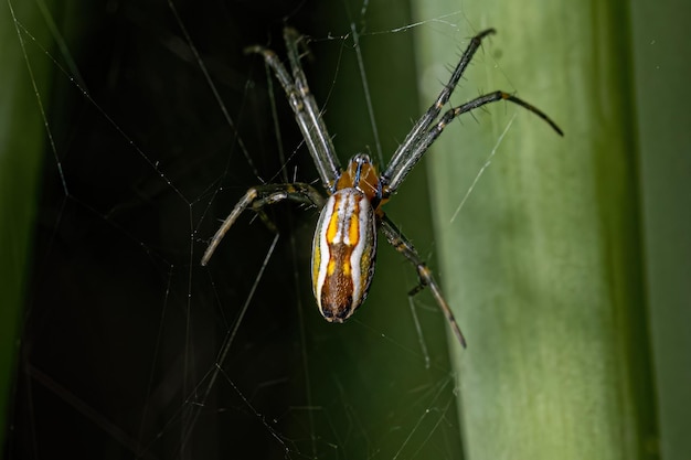 Araña tejedora de basílica