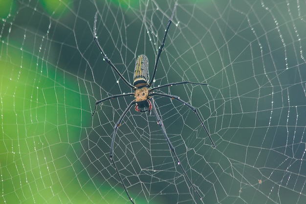 Araña tejedora dorada. Tejen fibras grandes a lo largo de la línea vertical entre los árboles. La hembra tiene un tamaño de 40-50 mm.