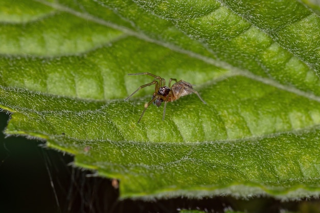 Araña tejedora de malla pequeña macho adulto de la familia Dictynidae