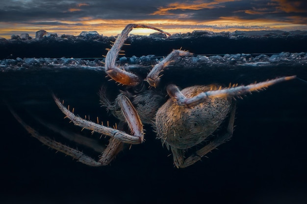 La araña tejedora de orbes al atardecer