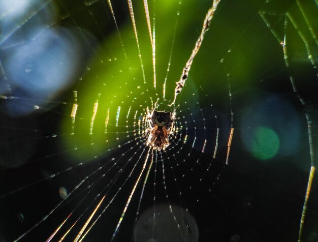 Foto la araña tejedora de orbes en primer plano