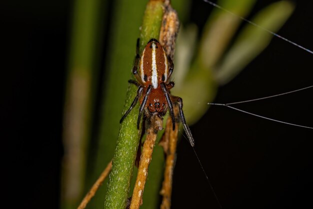 Araña tejedora de orbes típica adulta