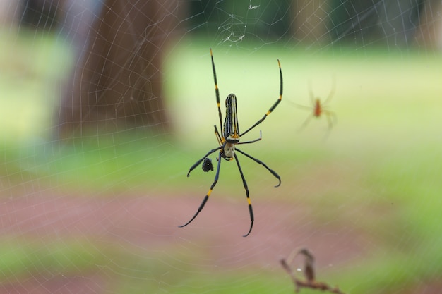 Araña tejedora de oro