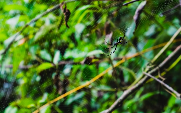 Una araña en una tela de araña con un fondo verde