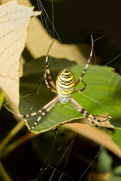 araña en la tela de araña