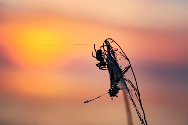 Una araña en una telaraña al atardecer