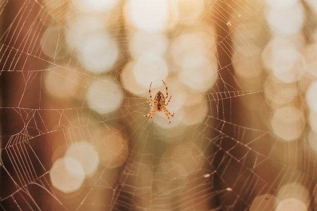 Araña en una telaraña en el bosque.