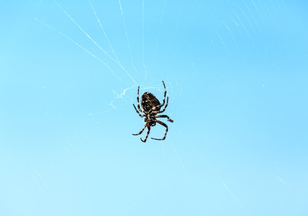 Araña en telaraña en el cielo azul