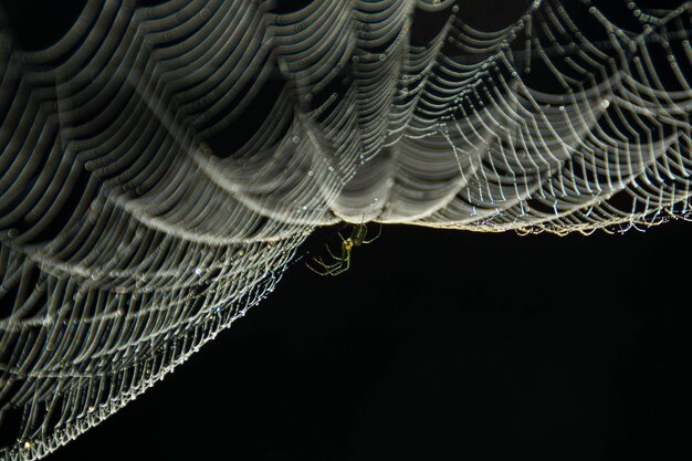 Foto araña en la telaraña contra un fondo negro