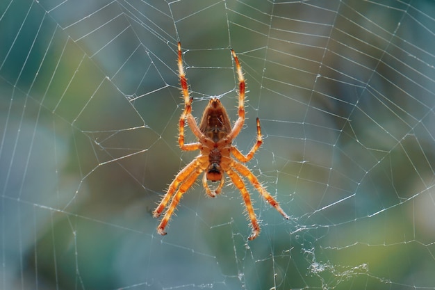 araña en la telaraña esperando para cazar