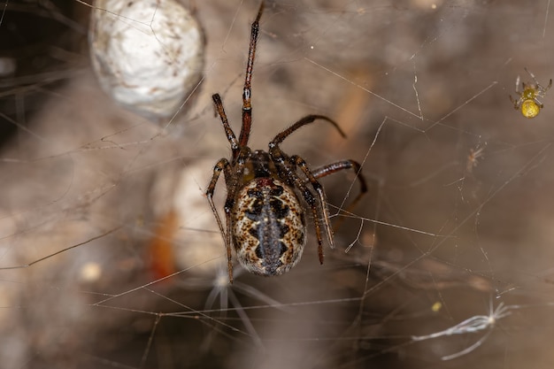 Araña telaraña hembra adulta de la familia Theridiidae