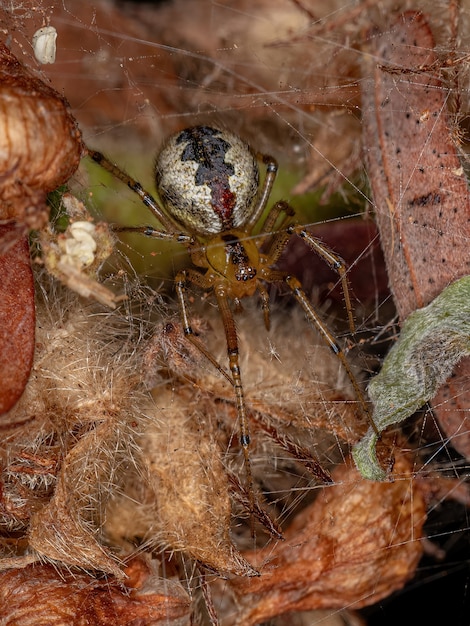 Araña telaraña hembra adulta de la familia Theridiidae